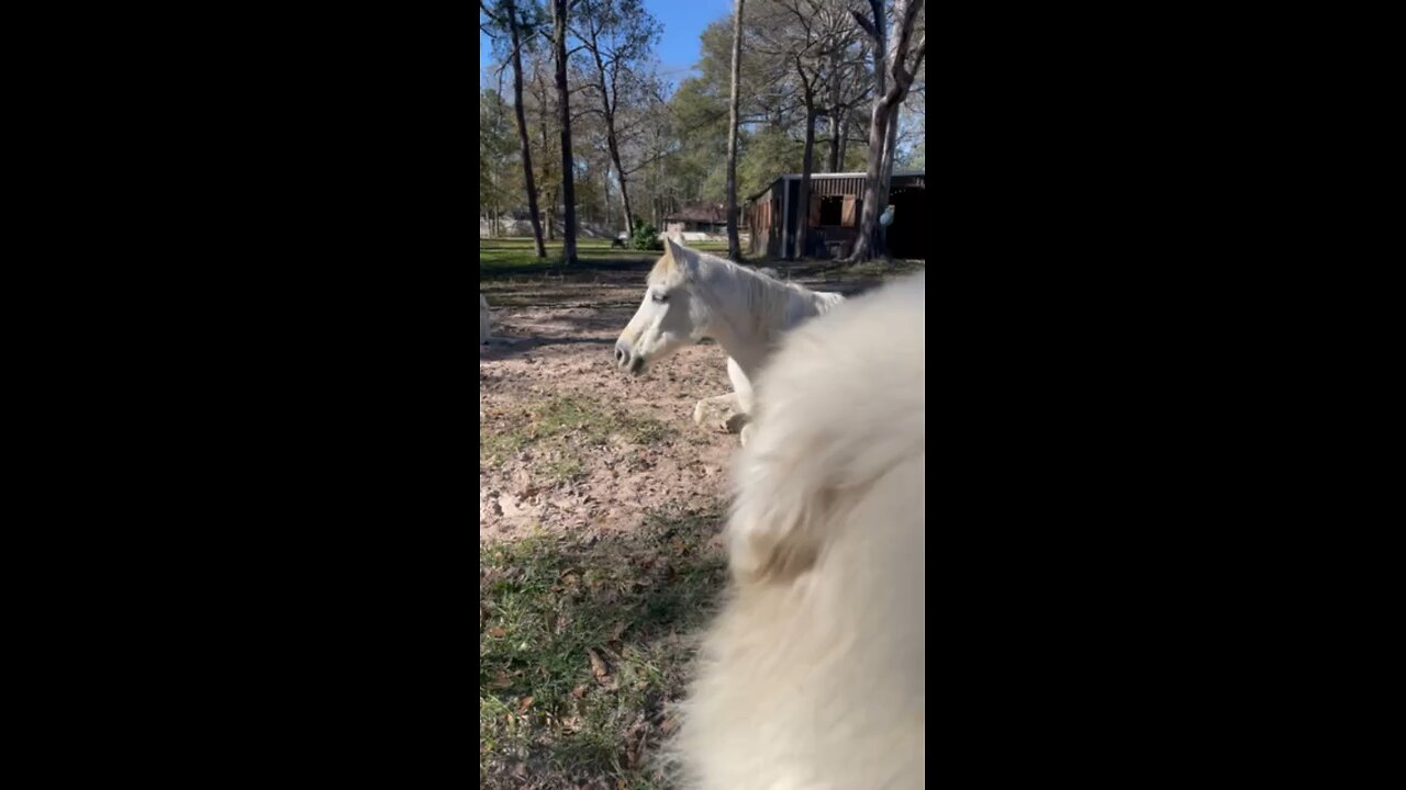 Taking a nap with our horse and Pyrenees.