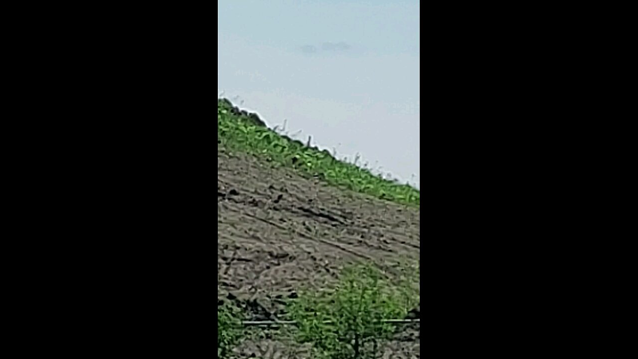 geese 3of3