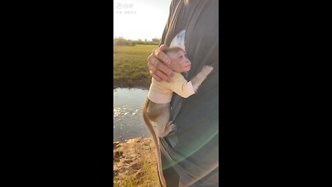 The monkey is very attached to its owner.