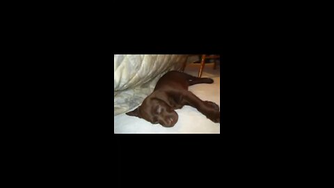 Introducing Dacker The Chocolate Labrador