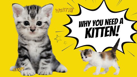 5 Reasons Why You Need A Kitten