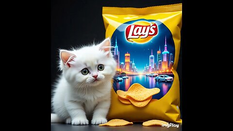Cute Cat Picture