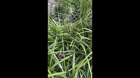 Cat in nature.
