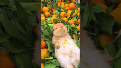 This little rabbit is a juicer, right? Cute pet debut plan, rabbit, rural cute pet