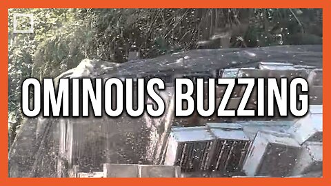 Ominous Buzzing! Millions of Bees Released After Truck Carrying 70,000 Pounds of Hives Turns Over