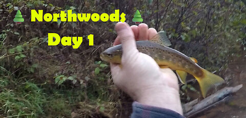 Northwoods - Day 1: Resident Browns & A Grouse Attack