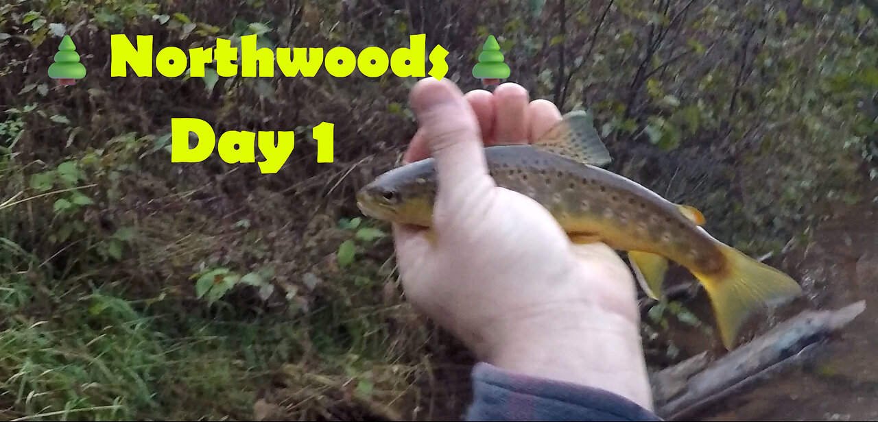 Northwoods - Day 1: Resident Browns & A Grouse Attack