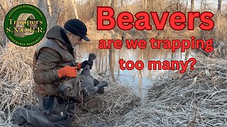 Beavers, Do We Trap Too Many?