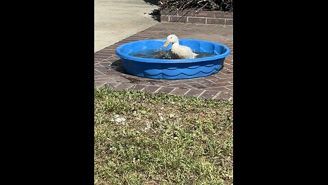 Duck moment 👀👺