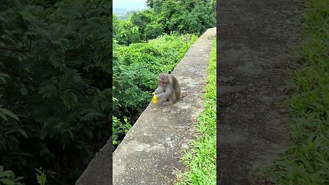 Can you open this food, monkey?