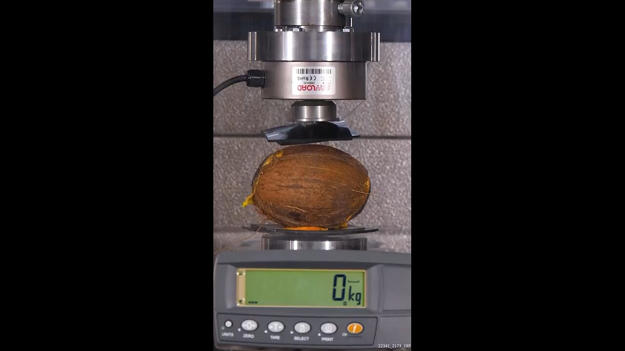 How much weight can coconut hold? #hydraulicpress