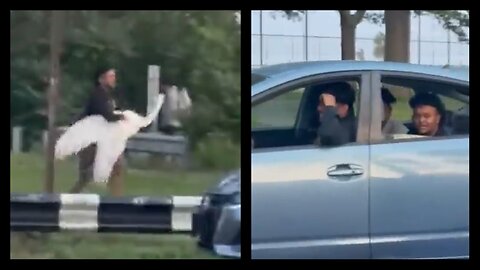 The MYSTERY Of The Kidnapped Swan