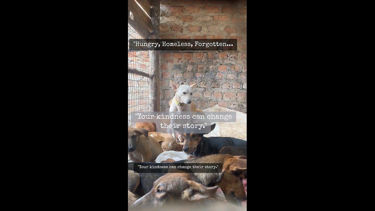 Watch, Like & Share to Support the Dogs ❤️🐶