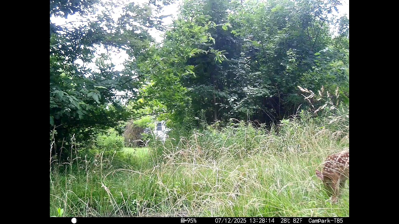 Deer Cam 07-12-2025 Fawn Game Cam Trail Cam