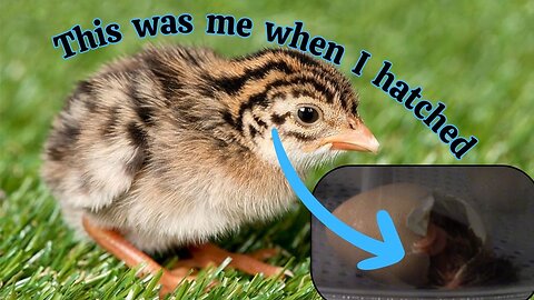 Guinea Fowl Keet Hatching