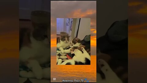 Pets Who Took Comedy to a Whole New Level!