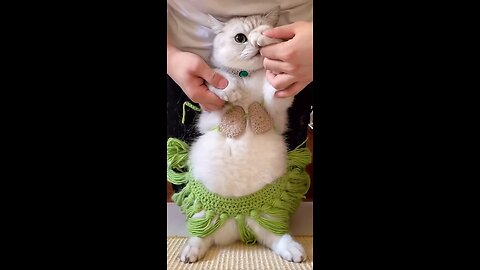 so beautiful cat