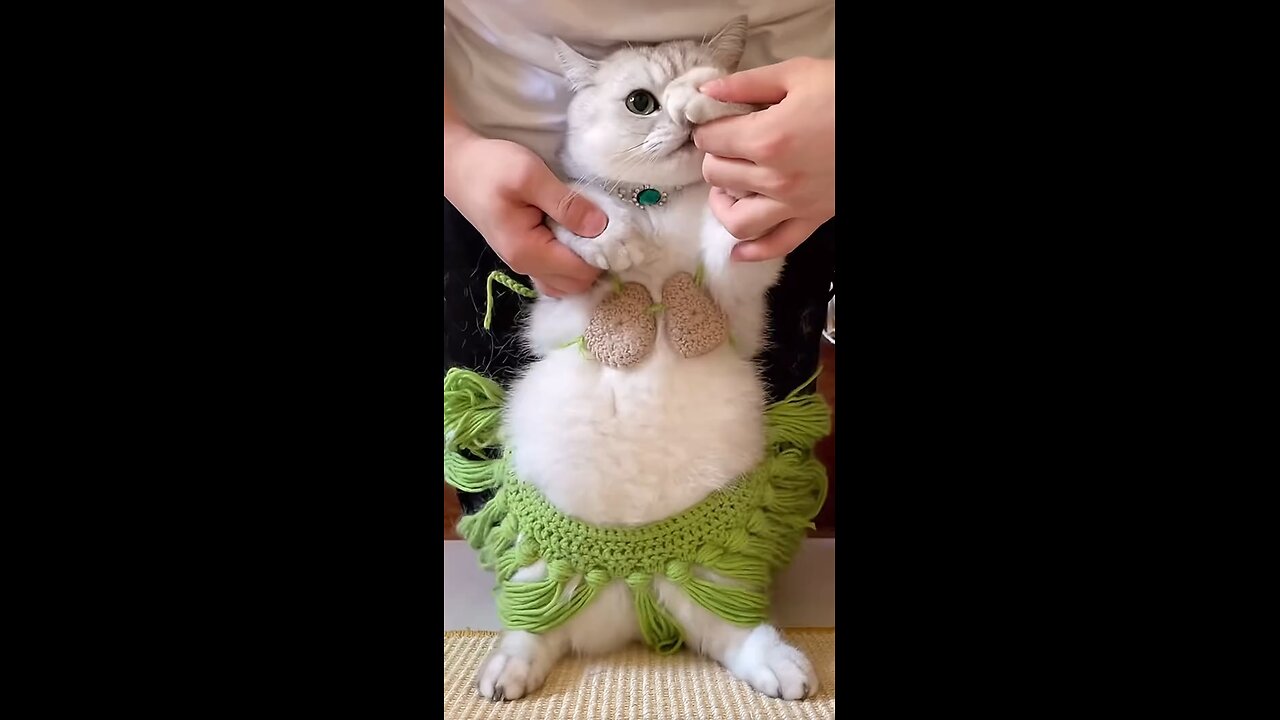 so beautiful cat