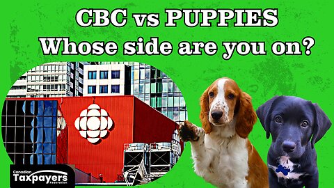 CBC vs PUPPIES - Whose side are you on?