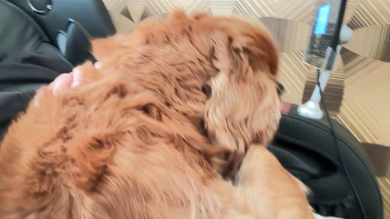 😄🐕❤️Massage