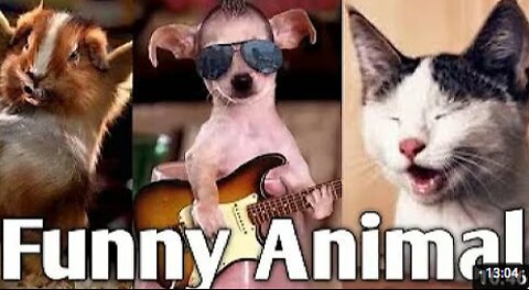 animal funny video in Janwaro ne to mauj kar di 🤣🤣🤣