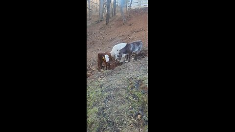 Three Shorthorn Plus Steer Calves Under 7 Weeks Old