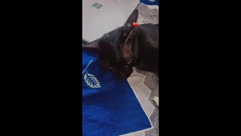 cute cat sleeping with full of dreams