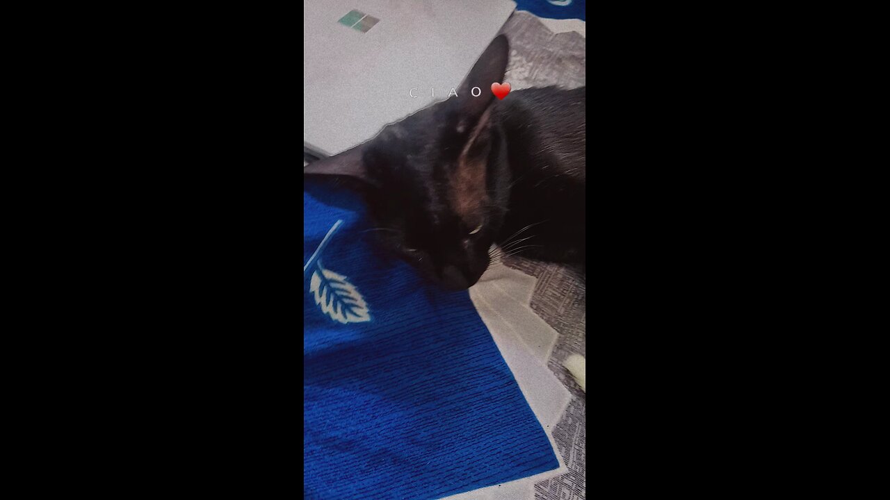 cute cat sleeping with full of dreams
