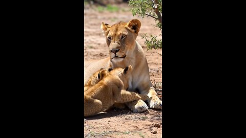 A Mother's Kingdom