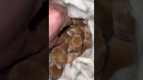 Have you ever seen such a small rabbit? Cute cute rabbit. Cute pet debut plan