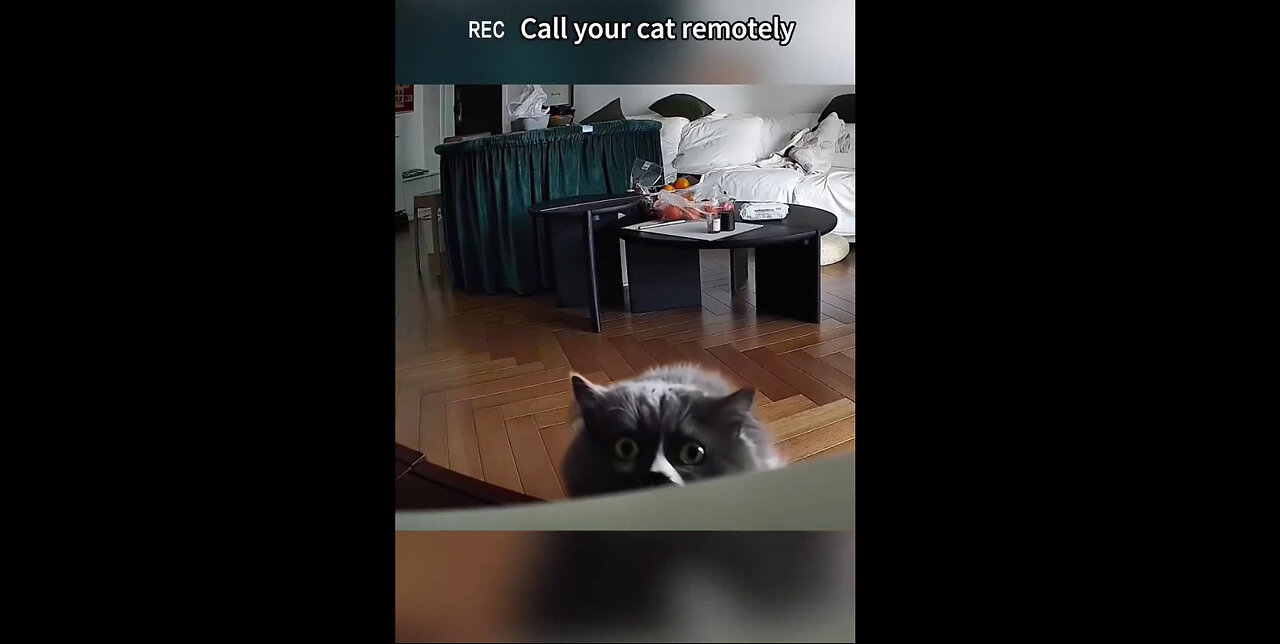 Cats on Remote Camera ....LOL