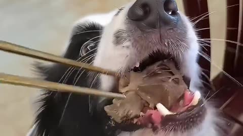 😂🐶 You Won't Believe This Dog's Reaction to Fake Feeding! | FunFM