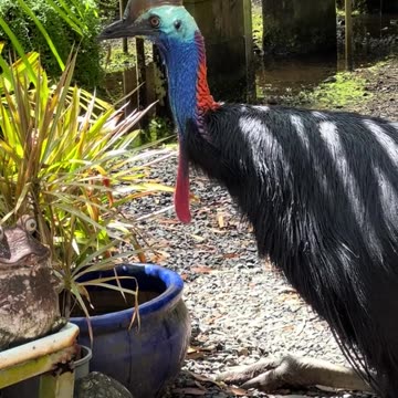 Australian wild life