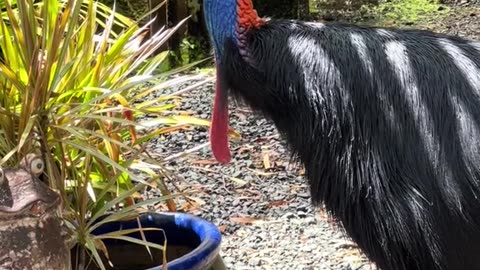 Australian wild life