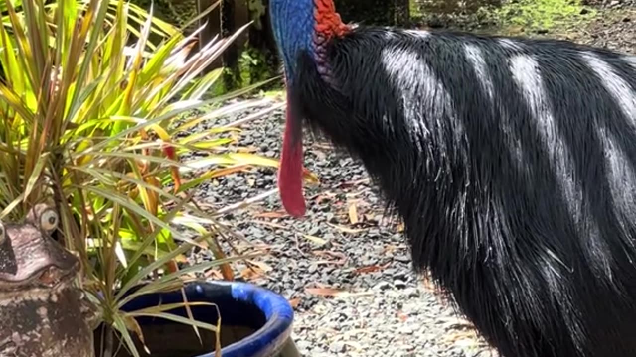 Australian wild life