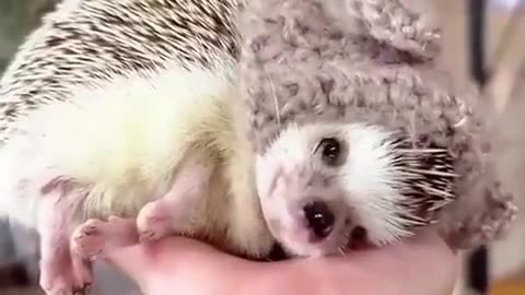Saving a baby hedgehog