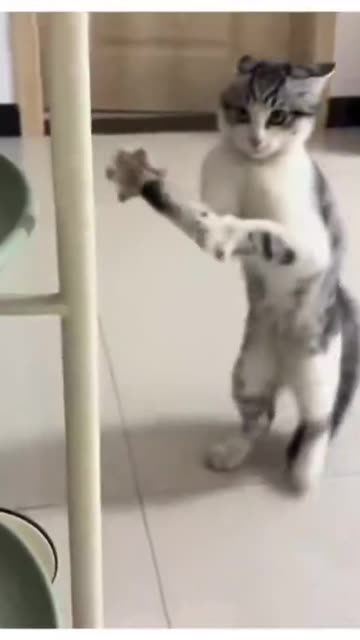 Glitching Cat Software