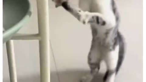 Glitching Cat Software