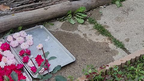 Preparation for future feature Invitation Only Presentation,