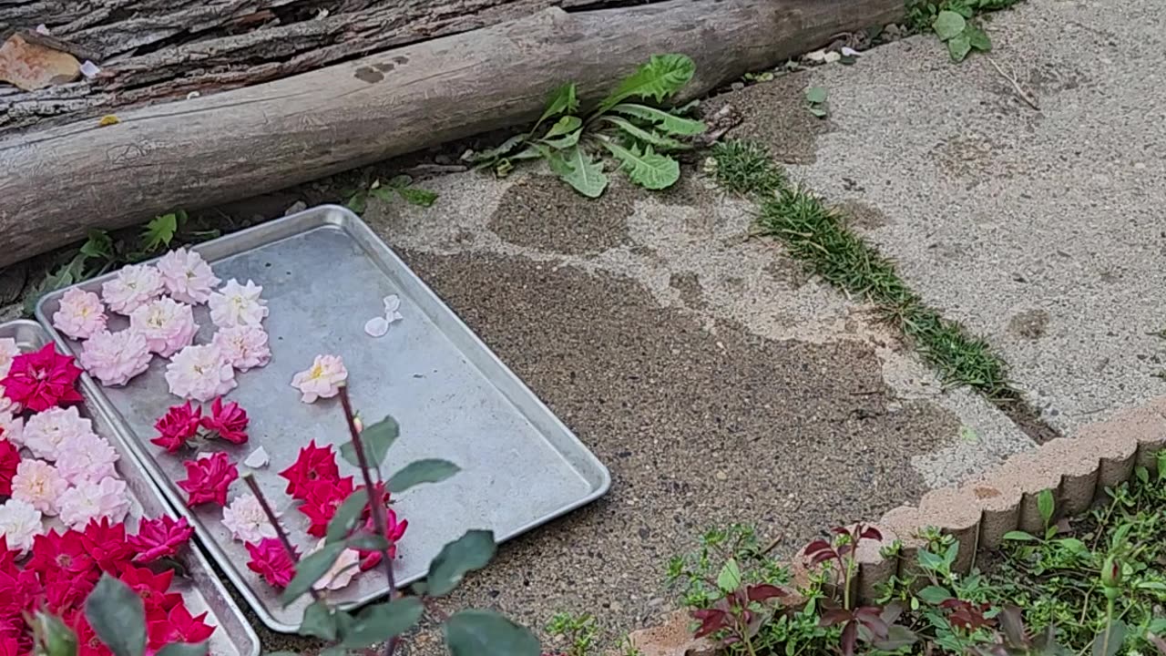 Preparation for future feature Invitation Only Presentation,