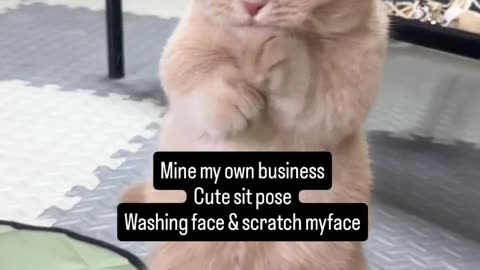 He is just mine his own bussines, by sitting cute like that