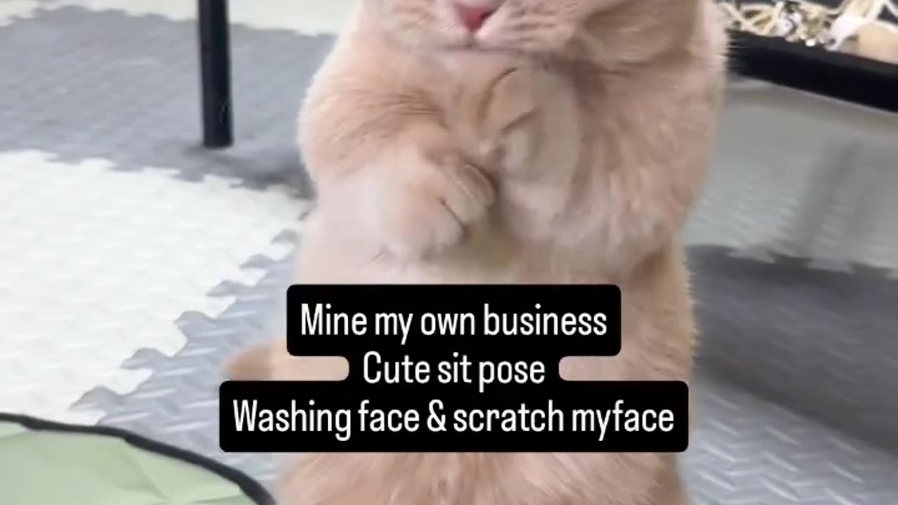 He is just mine his own bussines, by sitting cute like that