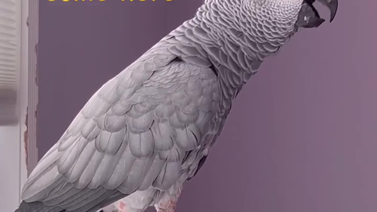 parrot calls cats and says miaooo 🦜🐱