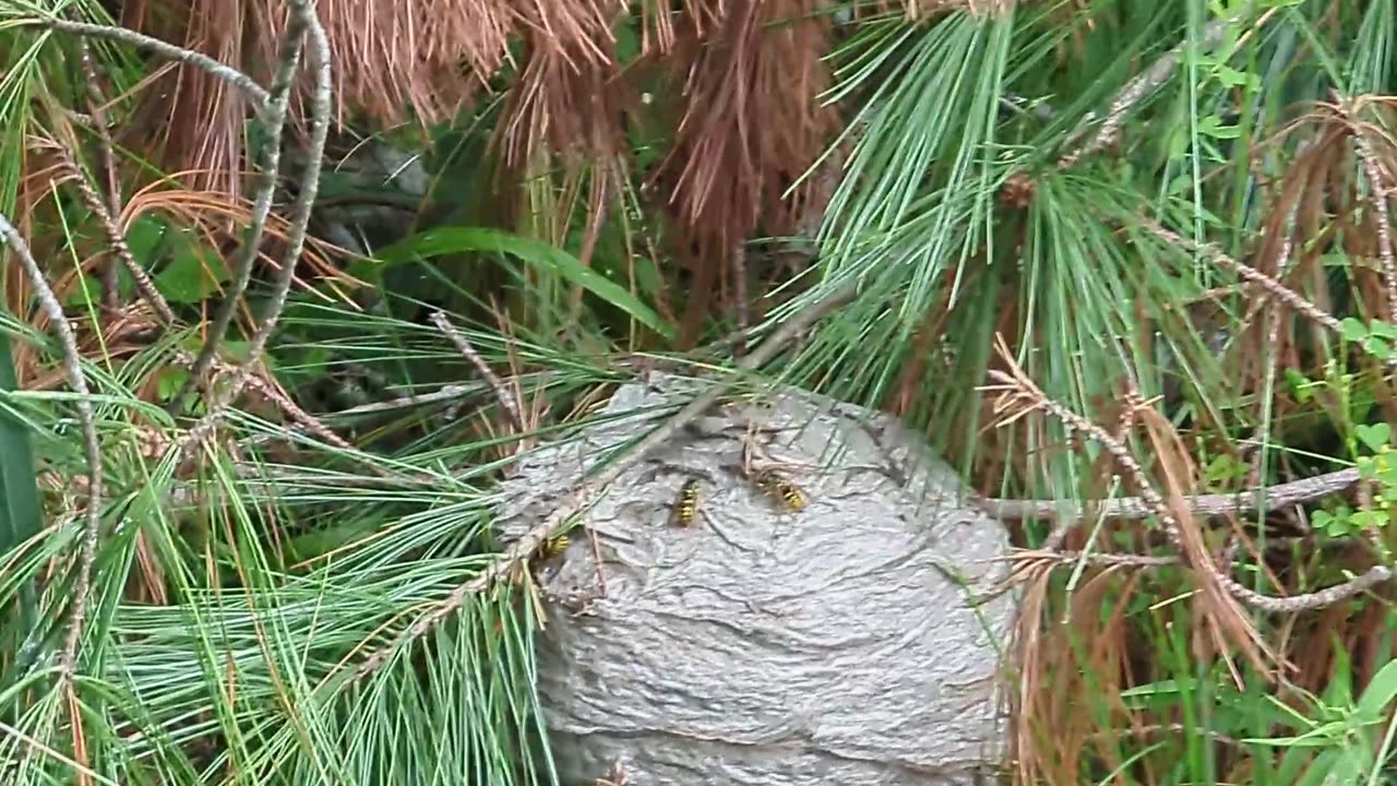 Hornets and Rain Postpone the Job