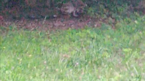 Raccoons eating