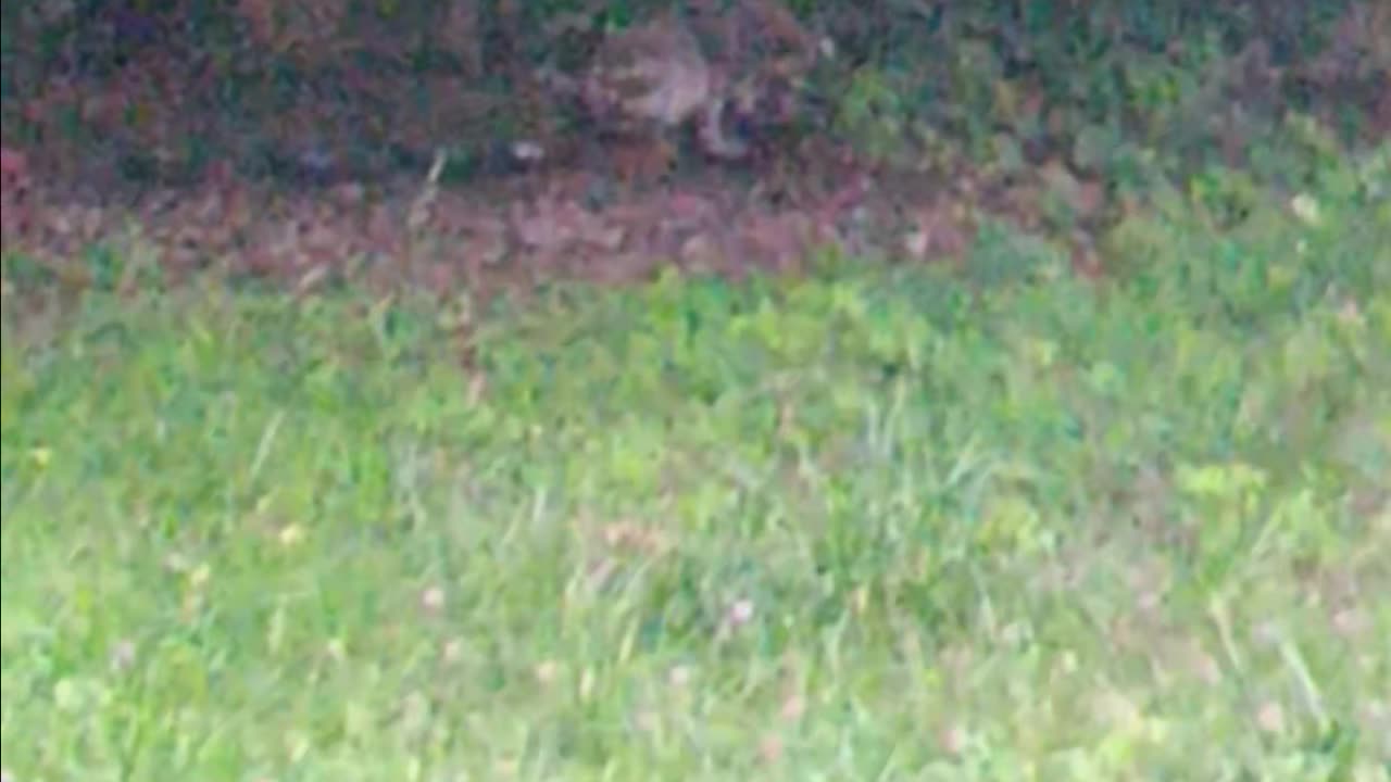 Raccoons eating