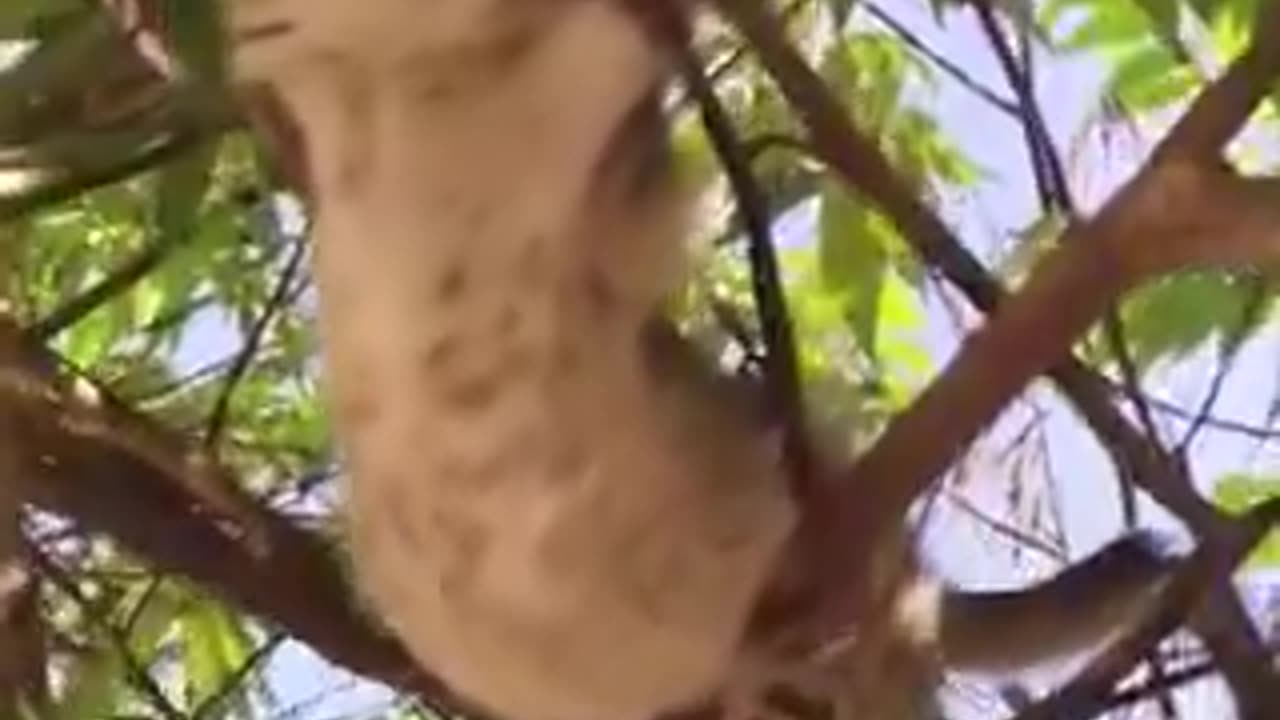bro always find the worst possible place to sleep | funny video | crazy clips