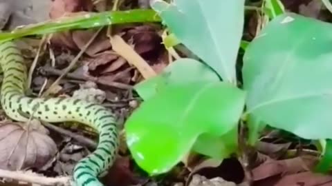 Dramatic moments snake catching gecko #safari #wildlifeplanet #animal
