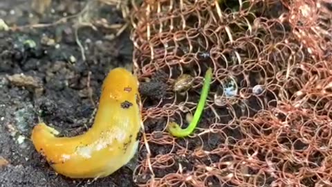 Slug problem in the garden?