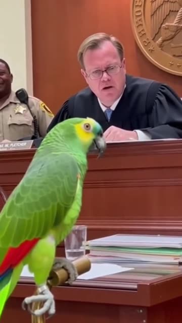 Parrot 🦜 in Court